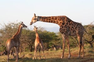 TB3 - Girafe